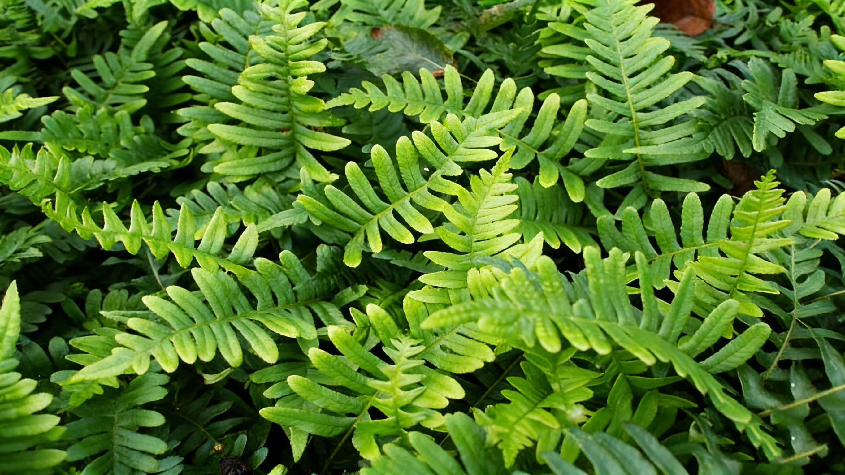 Polypodium Vulgare Plant Polypodium Vulgare Plant