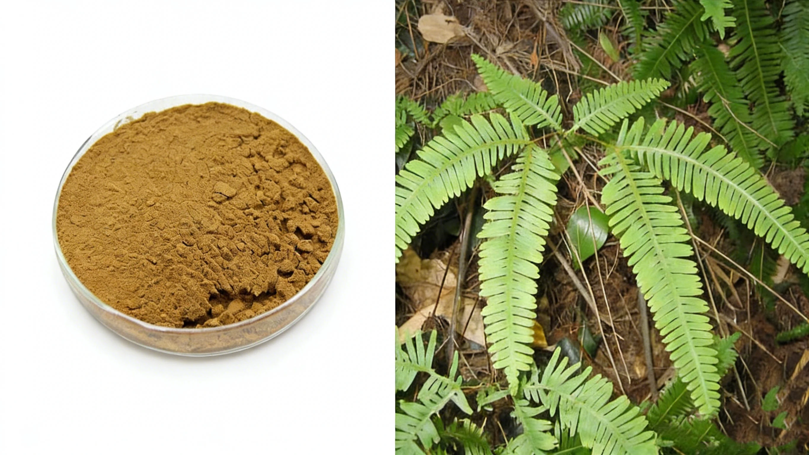 Polypodium Vulgare Extract Polypodium Vulgare Extract