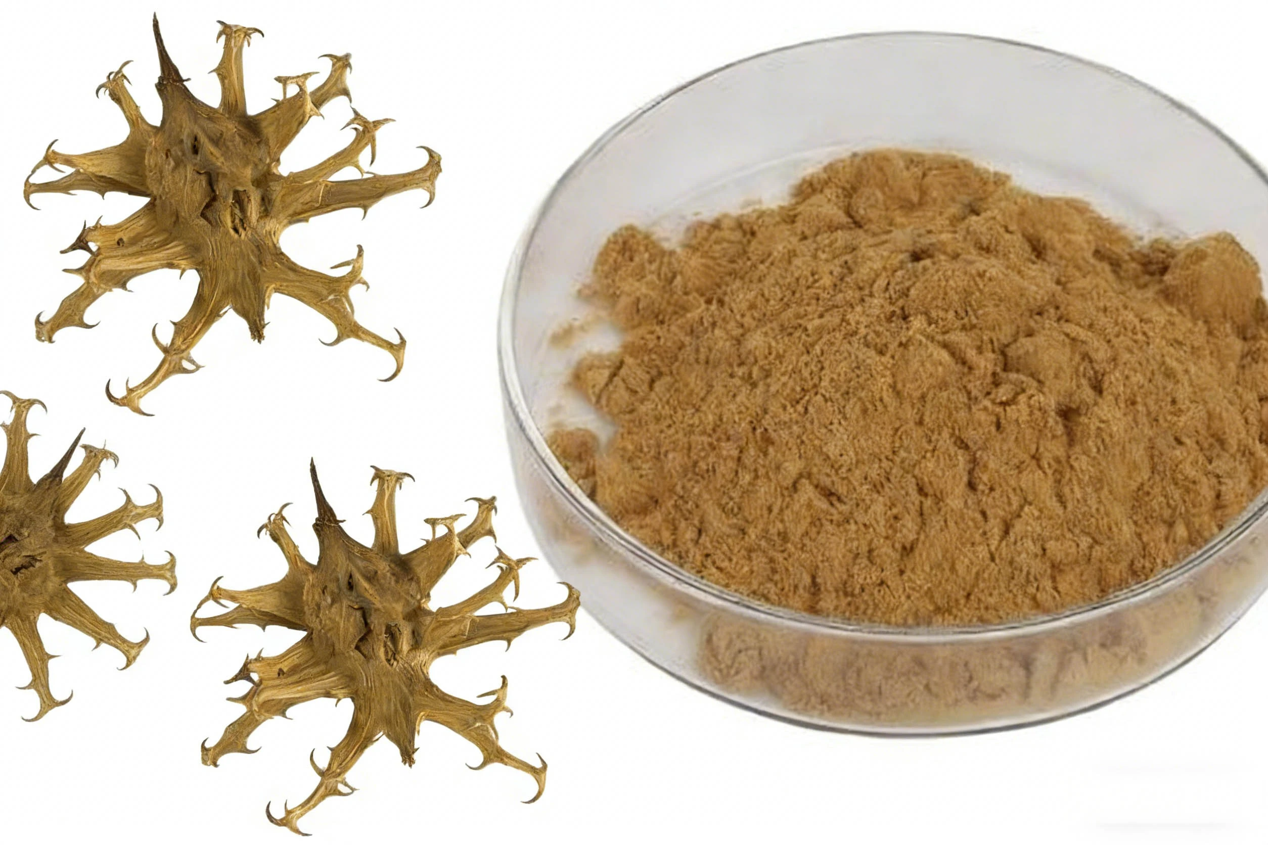 Devil's Claw Extract Powder Devil's Claw Extract Powder