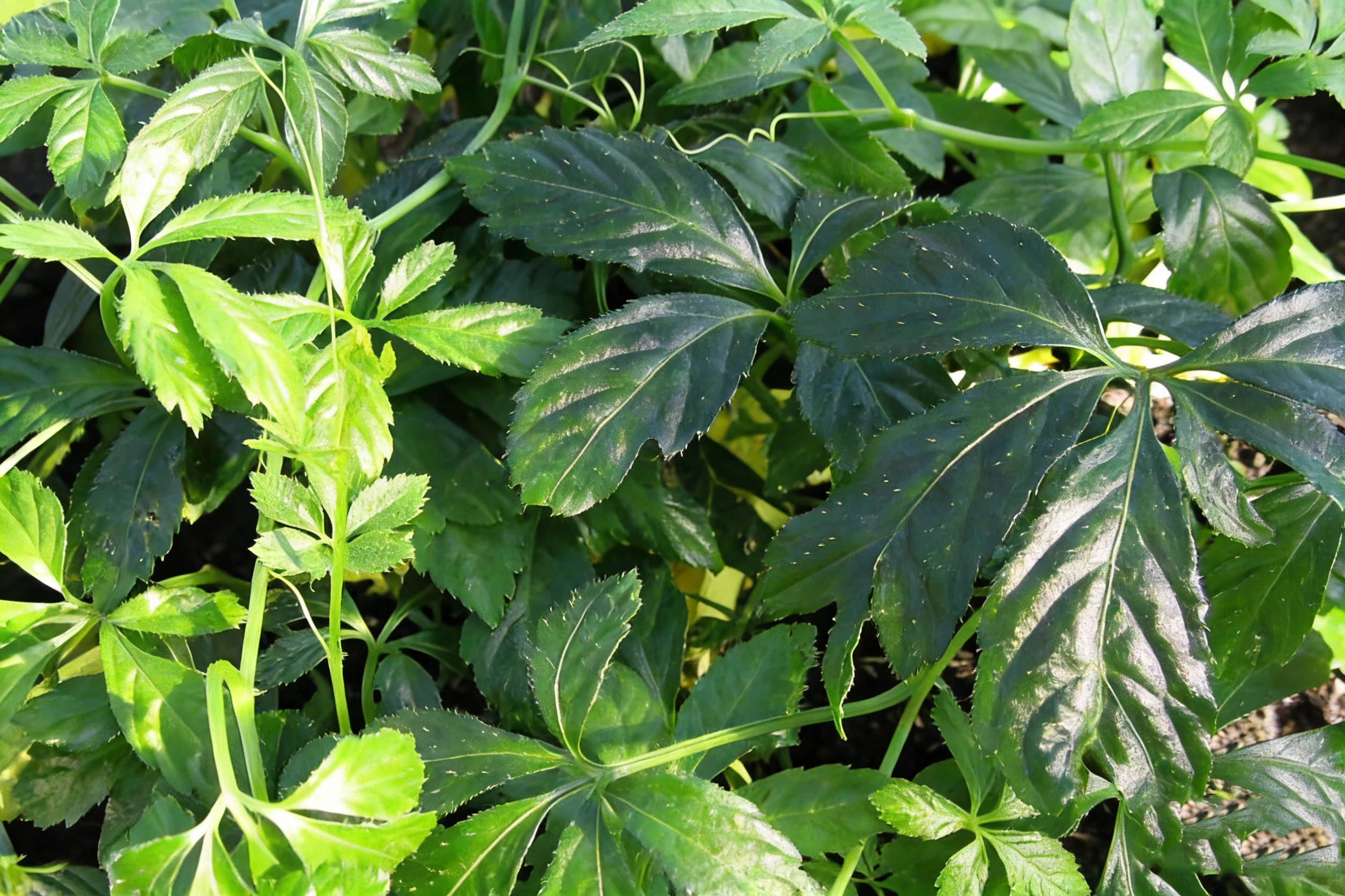 Gynostemma Gynostemma