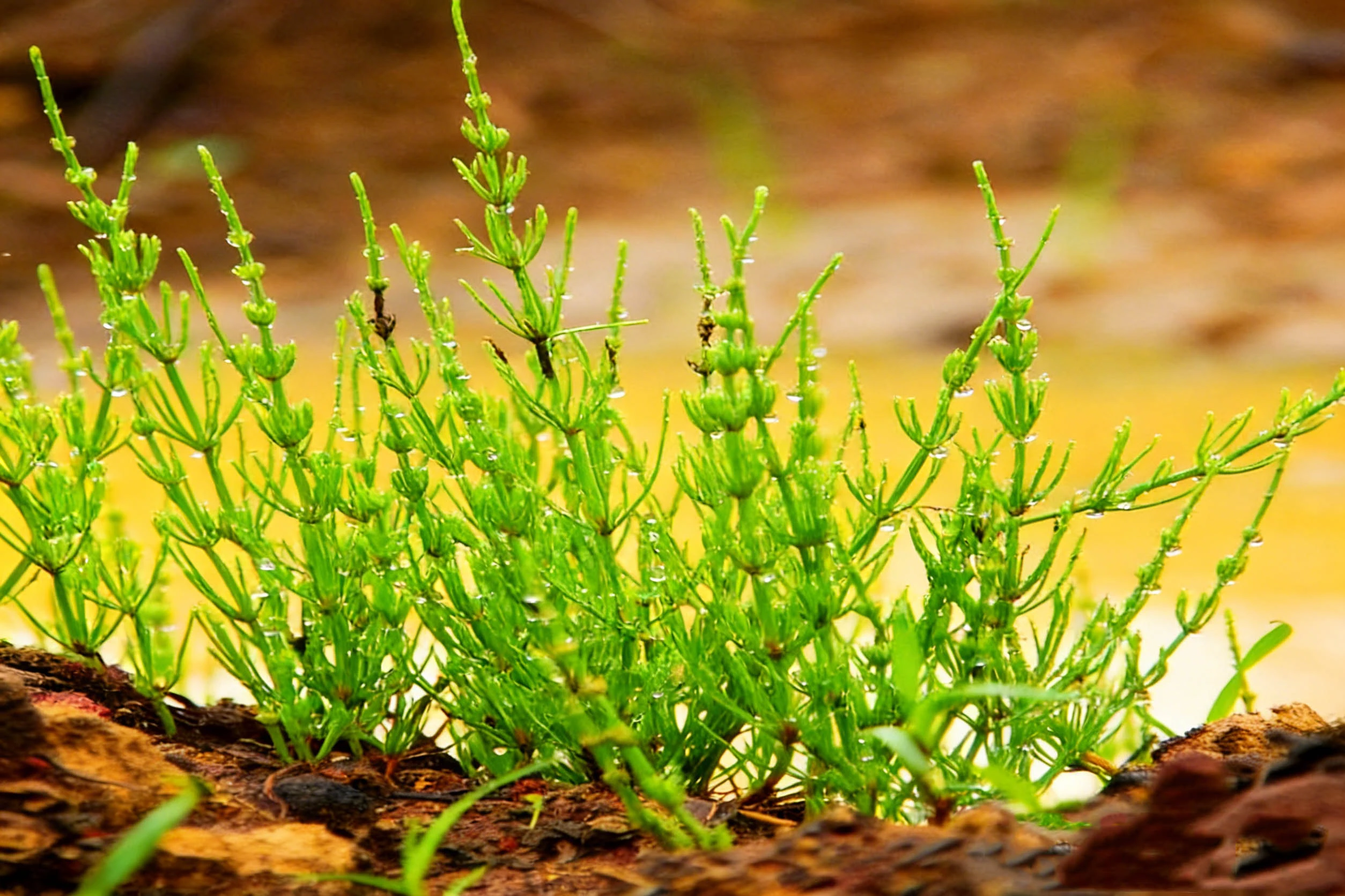 Horsetail Extract Powder Horsetail Extract Powder