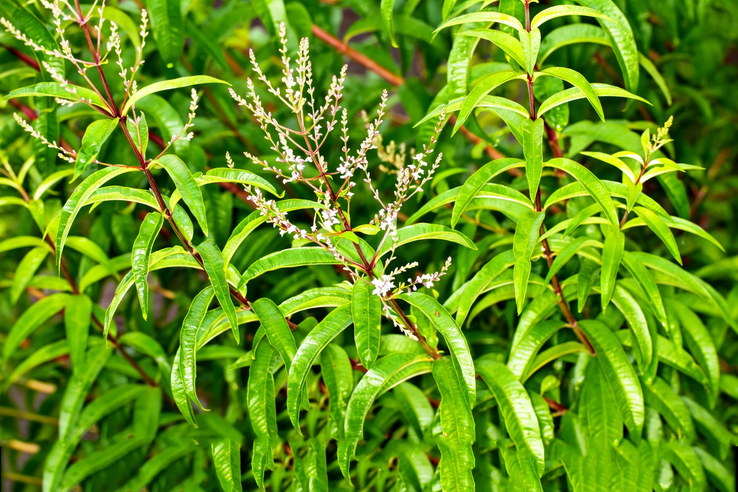 Lemon Verbena Lemon Verbena