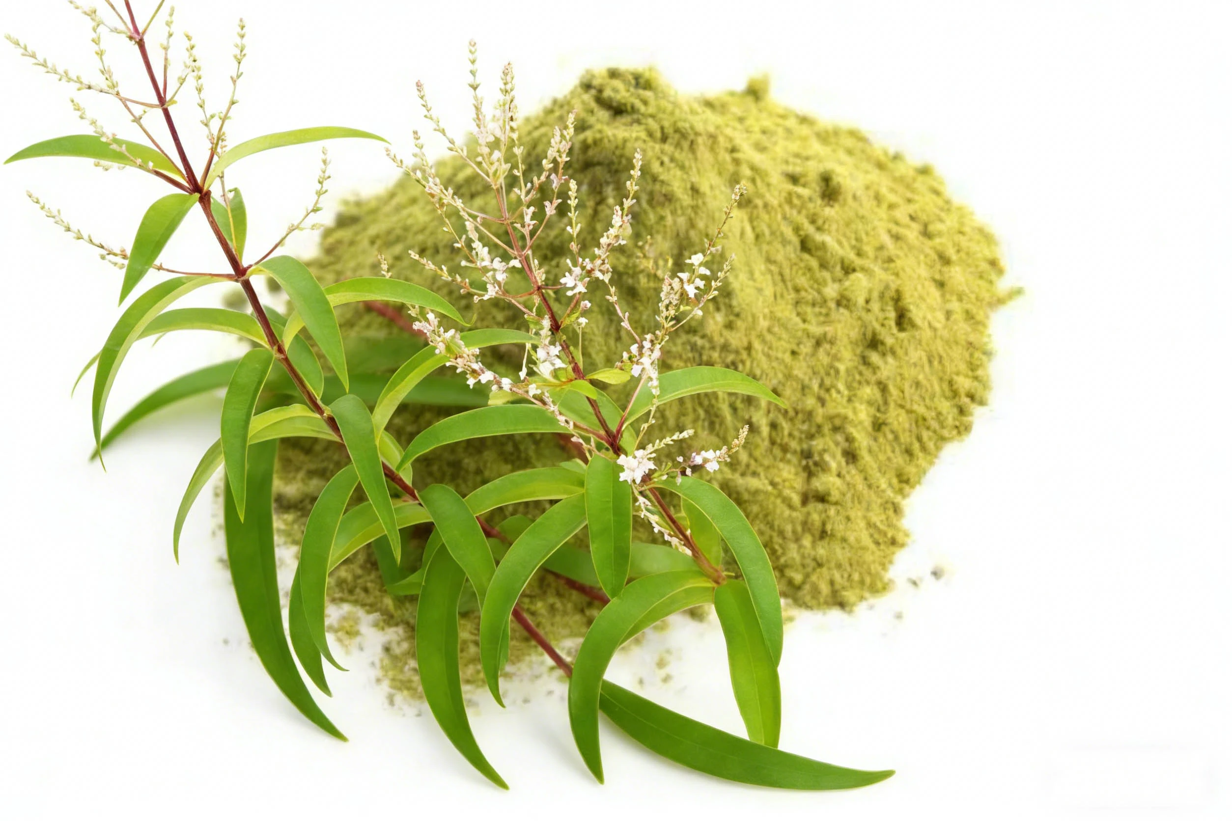 Lemon Verbena Extract Powder Lemon Verbena Extract Powder