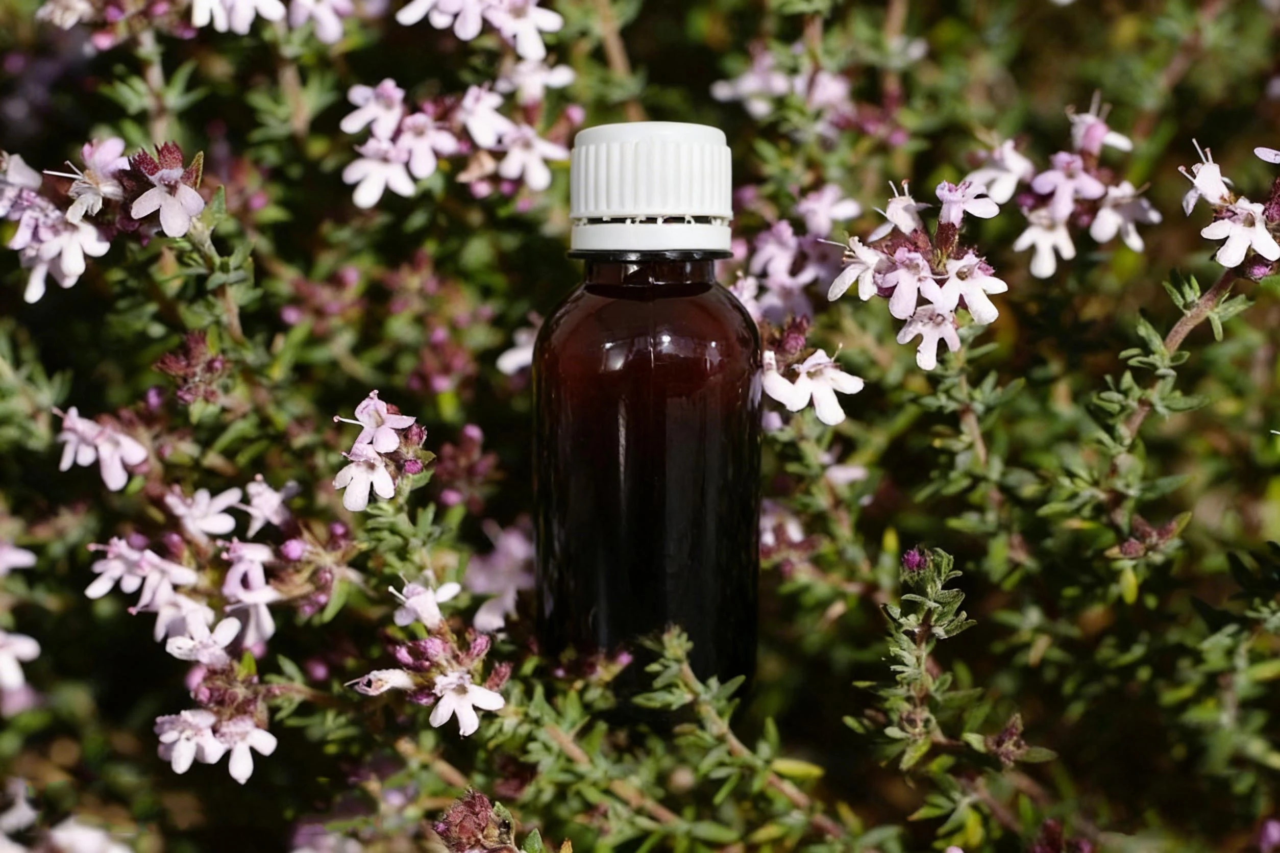 Thyme Herba Liquid Exrtact Thyme Herba Liquid Exrtact