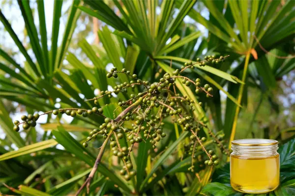 Natural Saw Palmetto Oil
