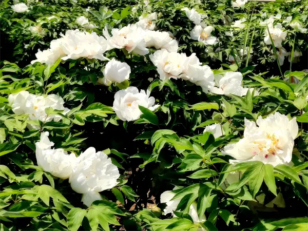 Paeonia Root Extract Paeonia Root Extract