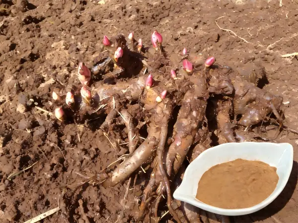 Paeonia Root Extract