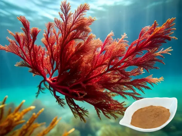 Red Algae Extract Red Algae Extract