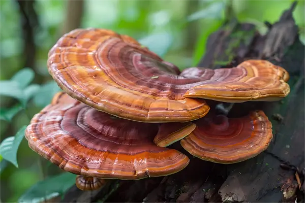 Reishi Mushroom Spore Oil