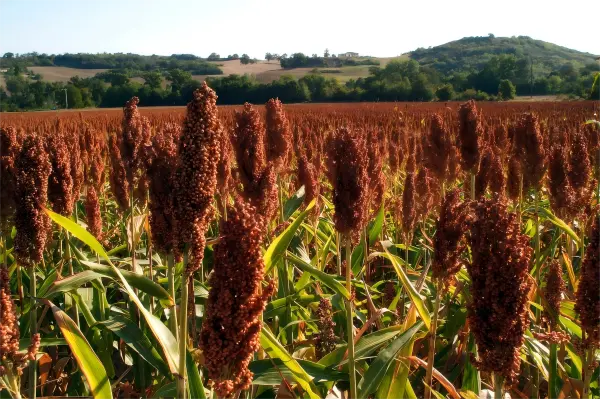 Sorghum Extract Sorghum Extract