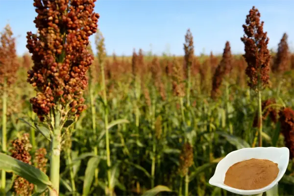Sorghum Extract