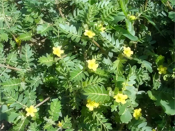 Tribulus Terrestris Extract Powder