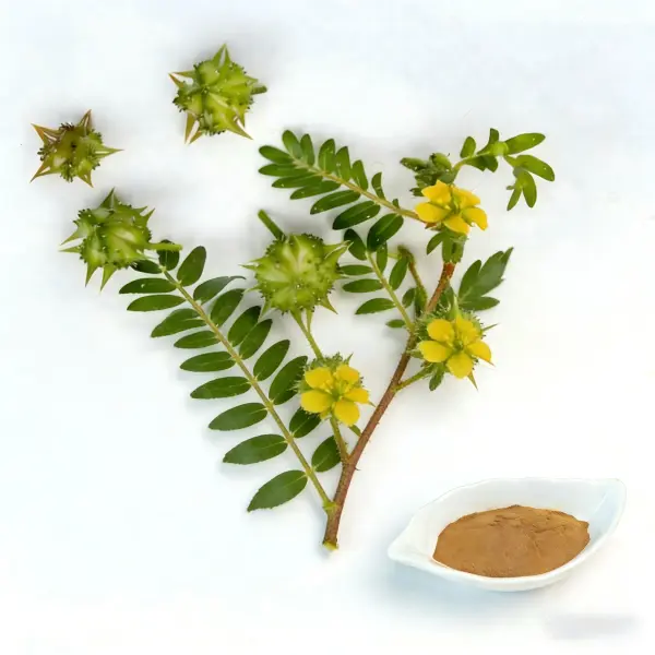 Tribulus Terrestris Extract Powder
