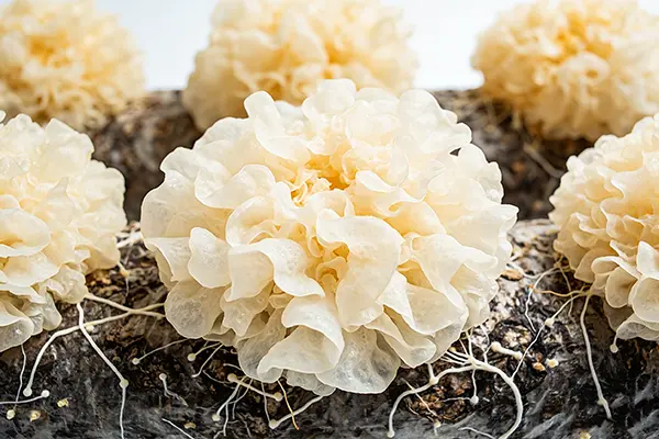 Tremella Fuciformis Plant