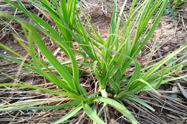 Anemarrhena Asphodeloides Plant