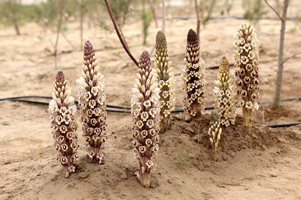 Cistanche Tubulosa Plant Cistanche Tubulosa Plant