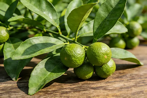 Citrus Aurantium Plant Citrus Aurantium Plant