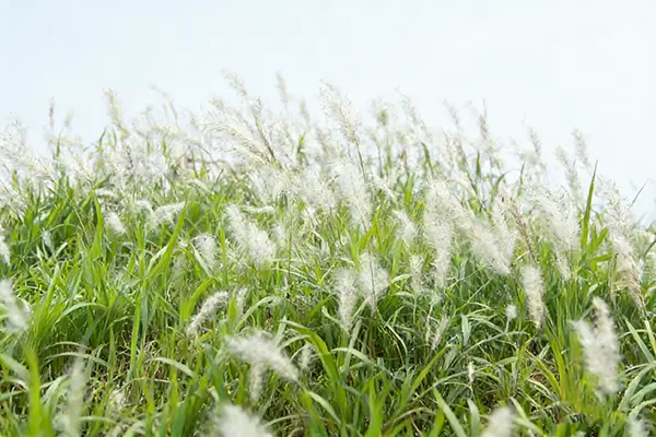 Couch Grass Plant Couch Grass Plant
