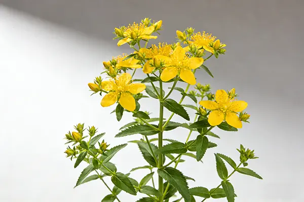 St John's Wort Plant