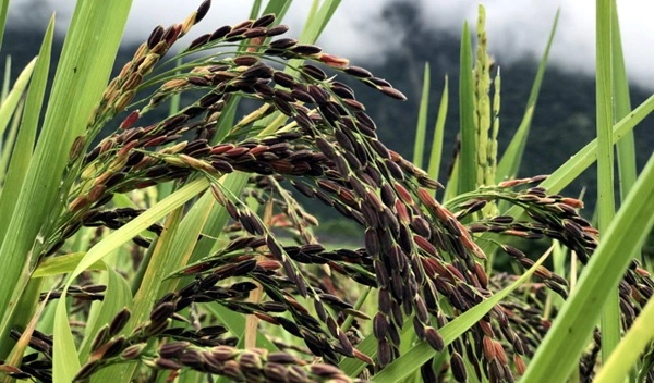 Black Rice Plant Extract