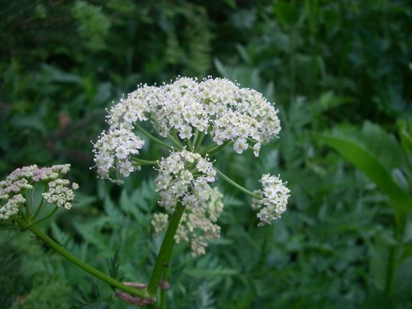 Ligusticum Rhizome Extract Ligusticum Rhizome Extract