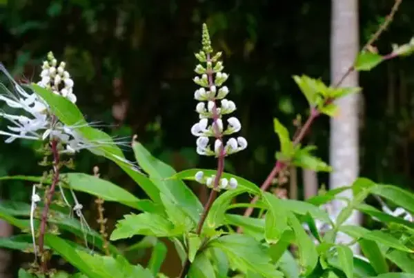 Kacip Fatima Extract