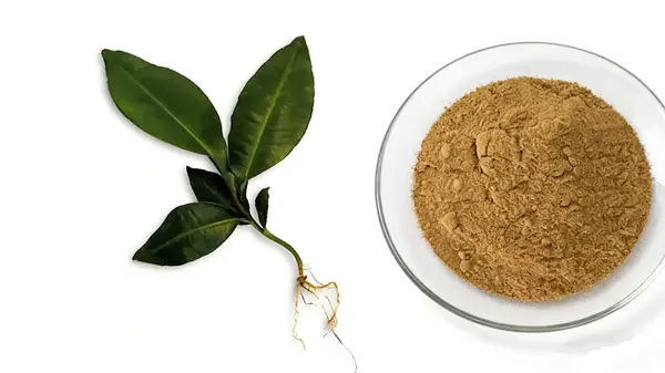 Kacip Fatima Extract