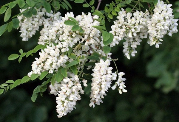 Sophora Flavescens Extract Sophora Flavescens Extract