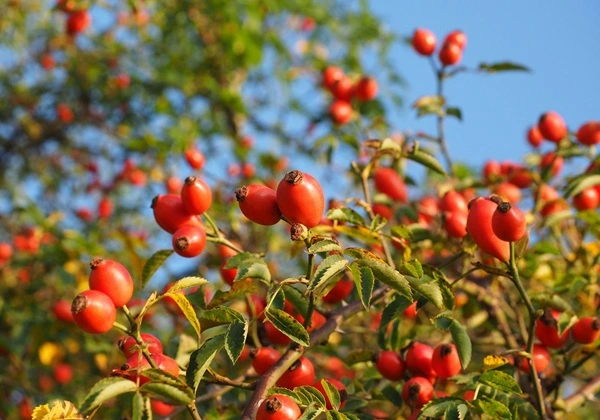 Rose Hip Extract Powder Rose Hip Extract Powder
