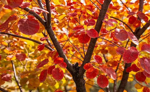 Cotinus Coggygria Extract