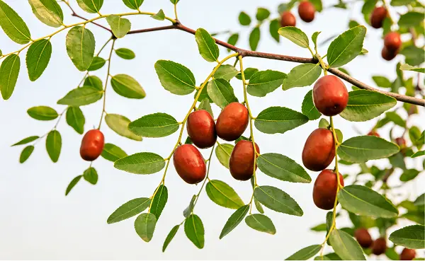 Jujube Seed Extract