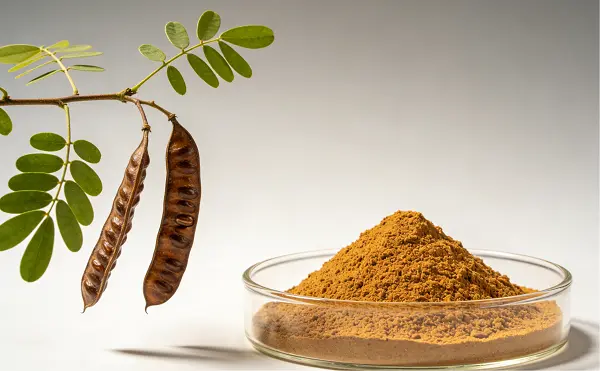 Cassia Seed Extract