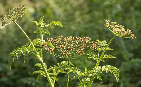 Celery Seed Extract Powder