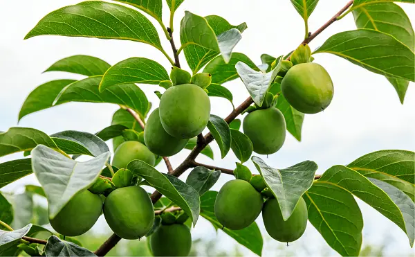 Green Persimmon Fruit Extract