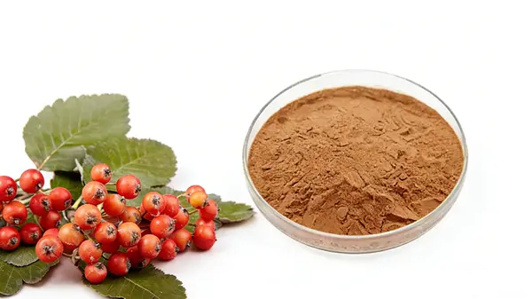 Hawthorn Fruit Extract