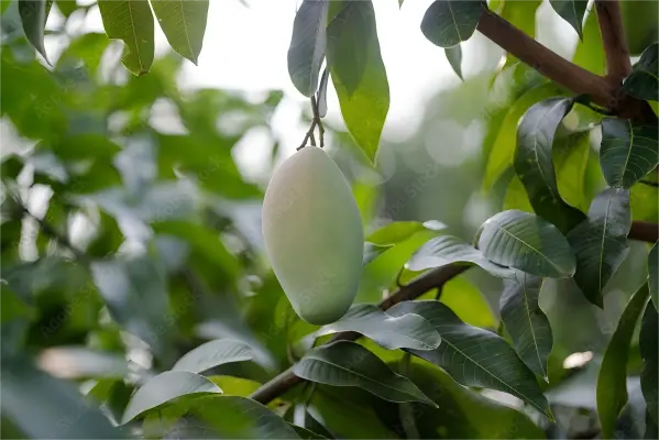 Mango Leaf Extract Powder