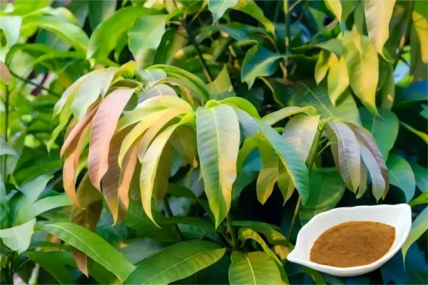 Mango Leaf Extract Powder Mango Leaf Extract Powder