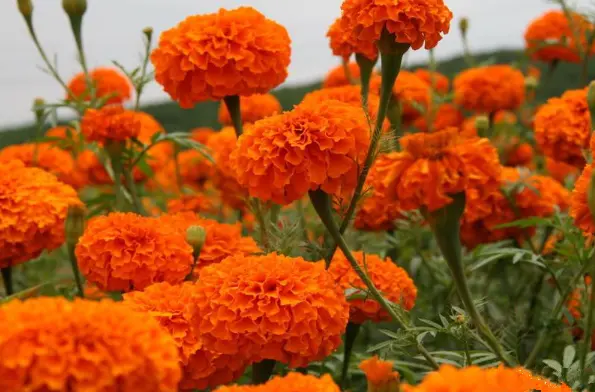 Marigold Extract