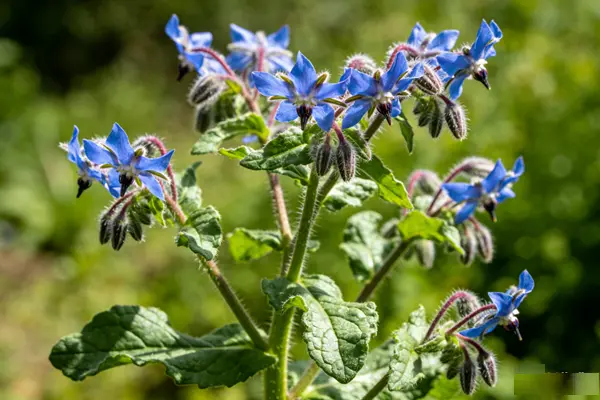 Borage Plant