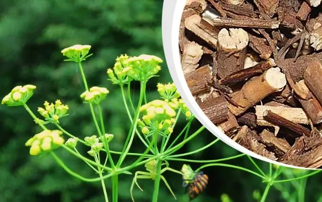 Bupleurum Extract