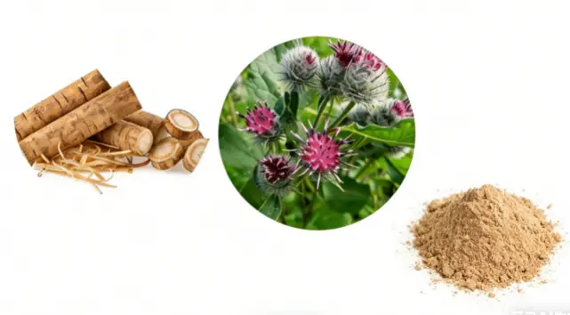 Burdock Extract Powder