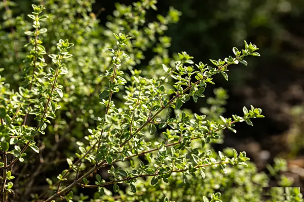 Oregano Plant Oregano Plant