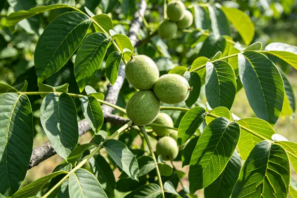 Walnut Plant