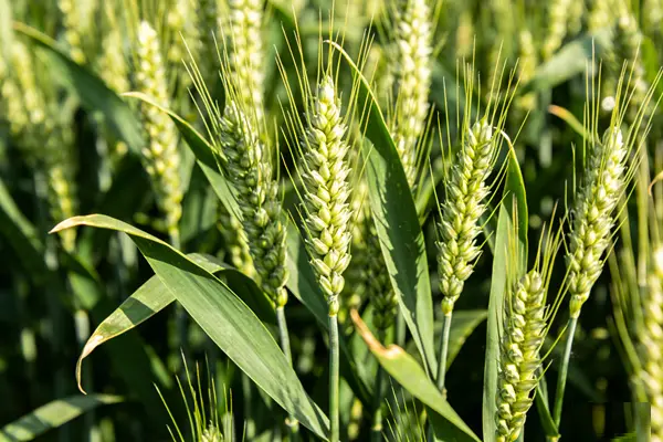 Wheat Germ Plant Wheat Germ Plant
