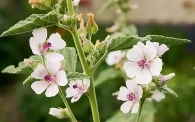 Marshmallow Root Extract Powder Marshmallow Root Extract Powder