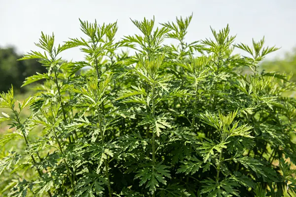 Artemisia Annua Plant Artemisia Annua Plant