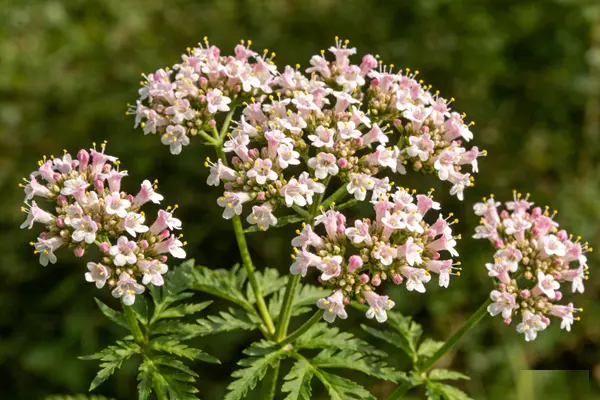  Valerian Plant