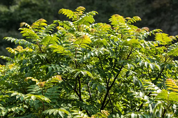 Cortex Phellodendri Plant