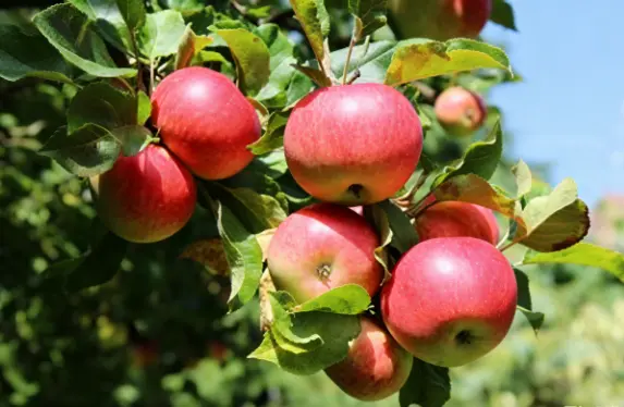 Apple Extract Powder Apple Extract Powder