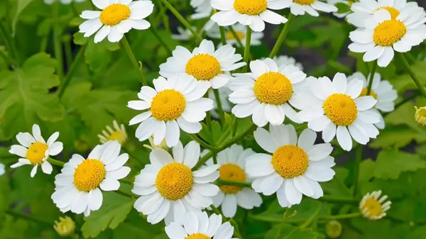 Feverfew Extract Feverfew Extract